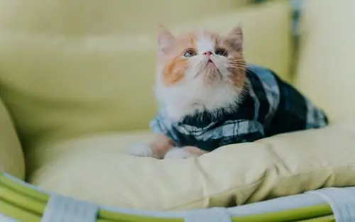 超可爱软萌的小猫咪电脑壁纸