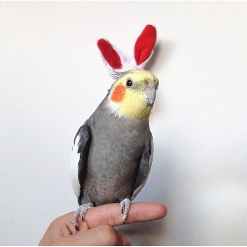 旺园兴玄凤鹦鹉活鸟大型宠物鸟小鸟活物幼鸟鸟类雏鸟幼鸟 原始灰 自家