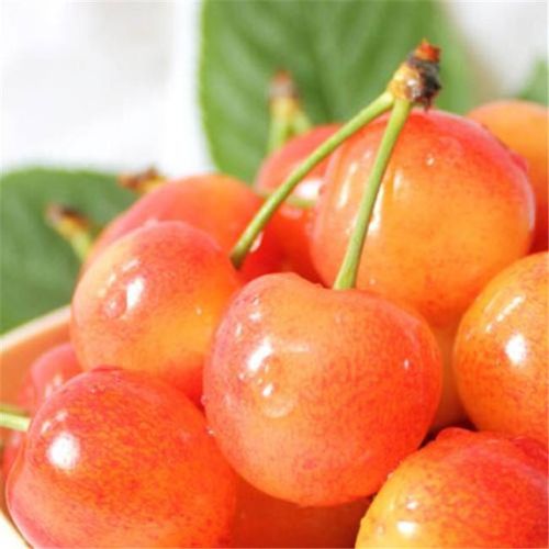 四川汶川黄蜜水晶樱桃国产国产车车厘子新鲜水果车厘子