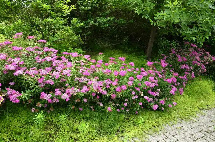 粉花绣线菊花语~_沈阳市植物园(沈阳世博园)