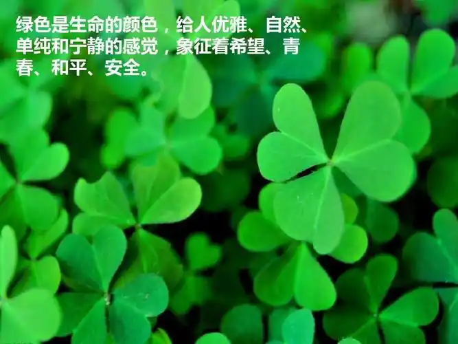 绿色是生命的颜色,给人优雅,自然, 单纯和宁静的感觉,象征着希望,青