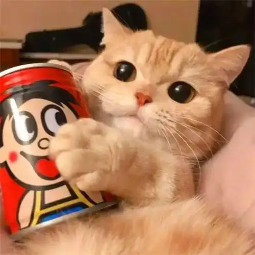 容易招桃花的头像可爱猫咪图片