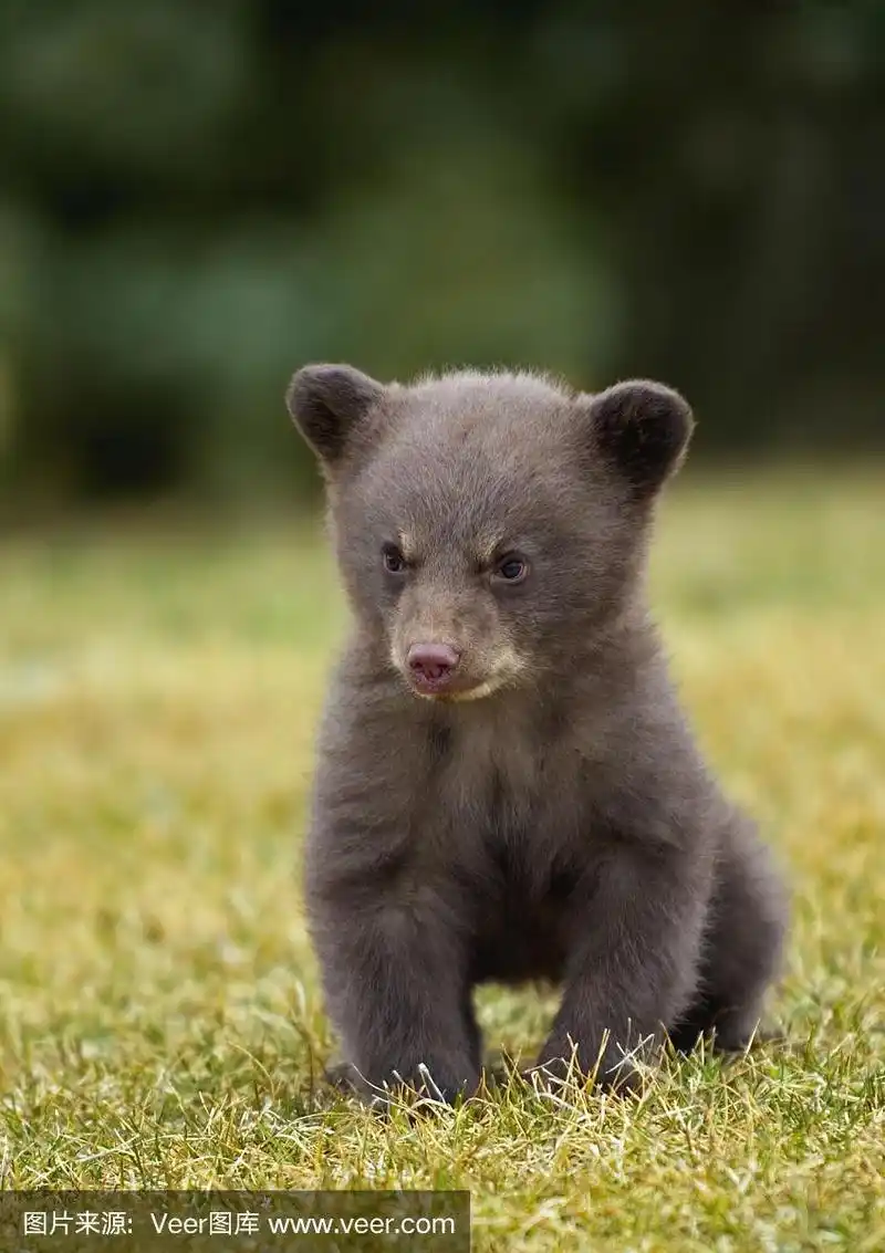 幼兽,美洲黑熊,可爱的,自然,人工饲养动物
