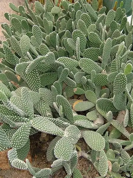 白毛掌的分布情况_百度知道