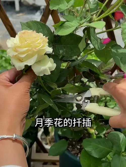 月季花的水培扦插,最好是选择当年新开花的枝条