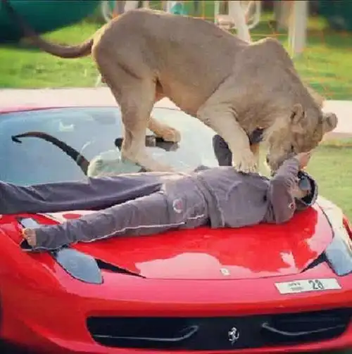 土豪的世界你不懂中东富豪们的玩物