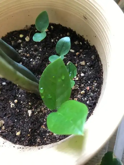 金钱树叶插扦插繁殖的小苗能长大吗