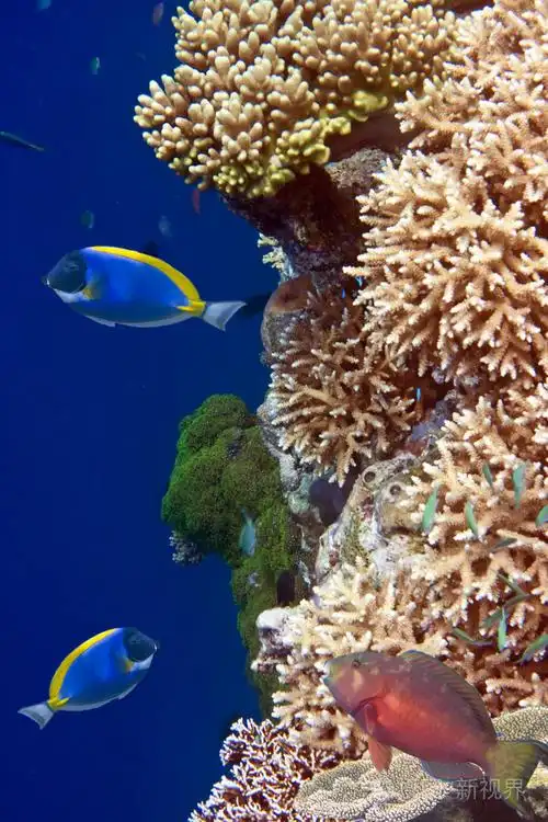 印度洋海底世界