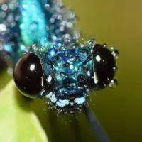 蜻蜓头像 蜻蜓眼睛特写 直升飞机的参照物