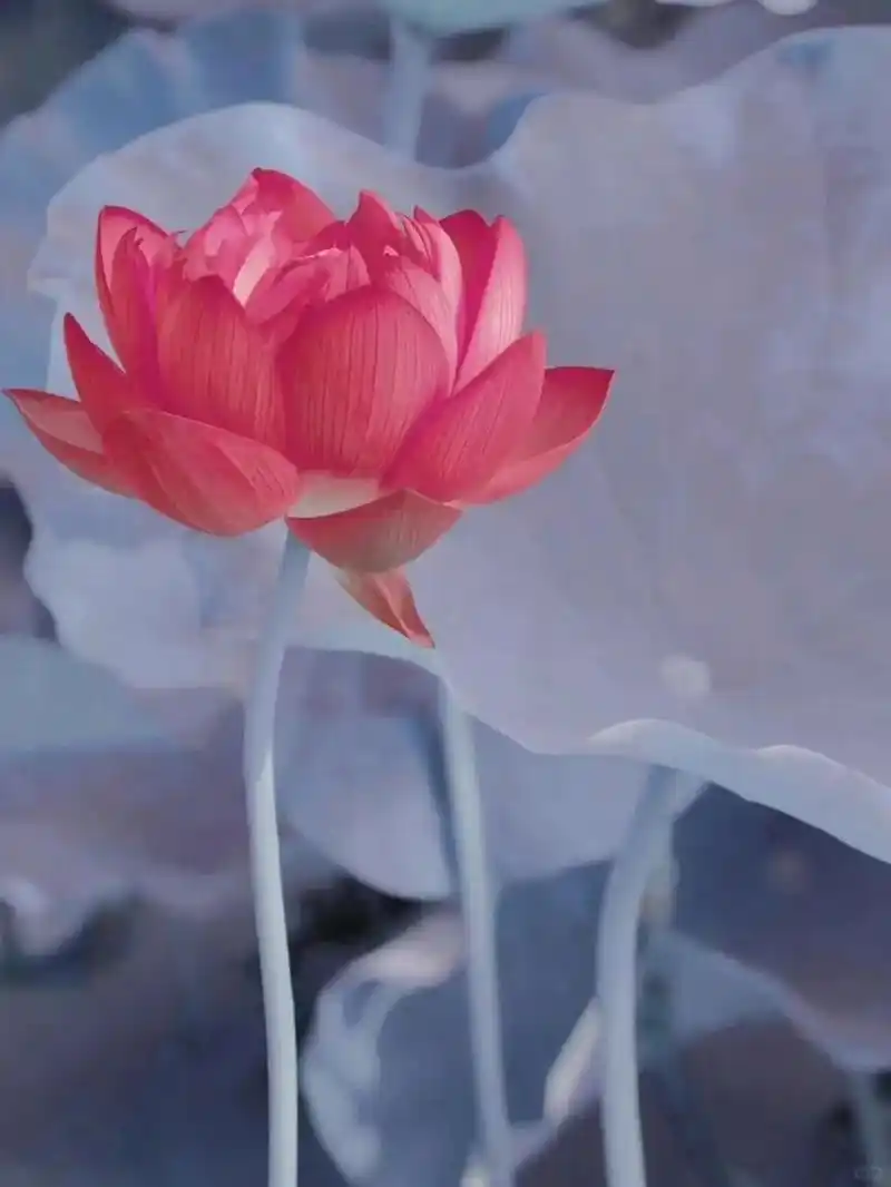 哪种花做微信头像最好 真的理解妈妈为什么爱用莲花做头像~  一念心