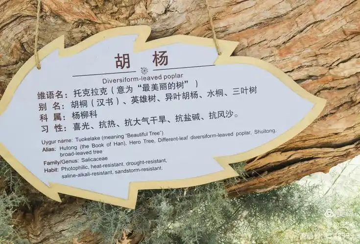 西域新疆,如诗如画.【南疆篇】摄影:2018年9月,玉米.编辑制作:玉米.