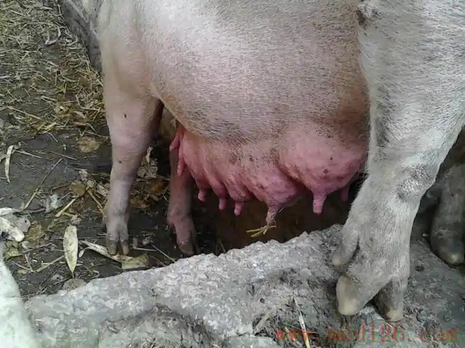 猪病症状描述母猪乳房红斑脓肿