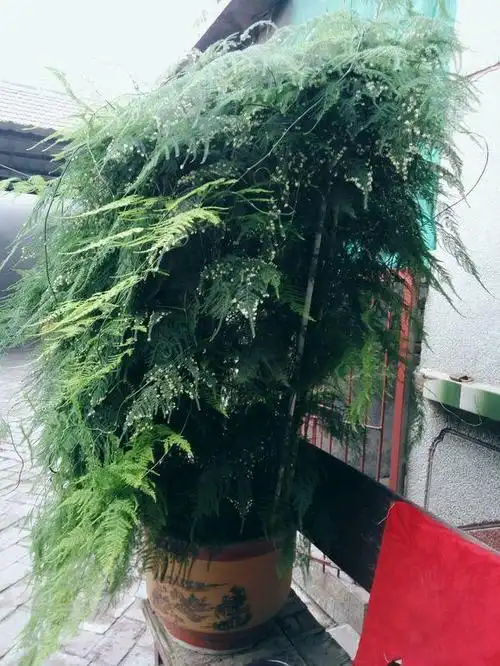 把文竹养成巨无霸,比绿萝爆盆还好看