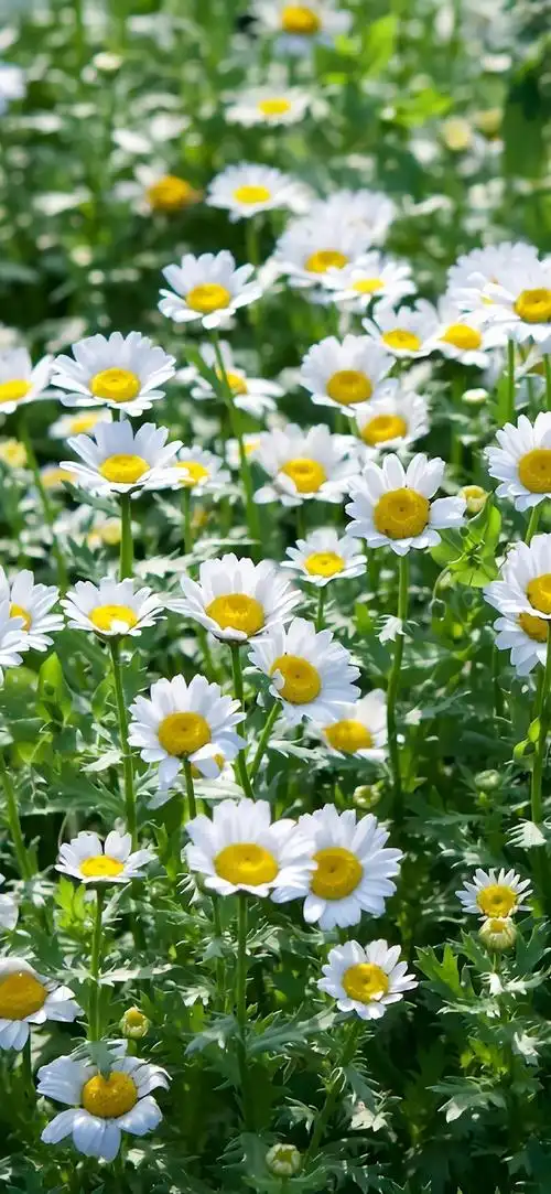 早安##无水印壁纸##朋友圈背景图##ins##微信8.