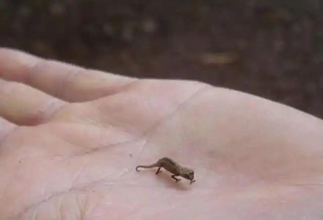 全球最小的6种动物:4,全世界最小的蜥蜴,小的肉眼几乎都很难看得! !