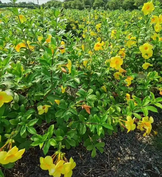 软枝黄蝉是长日照植物