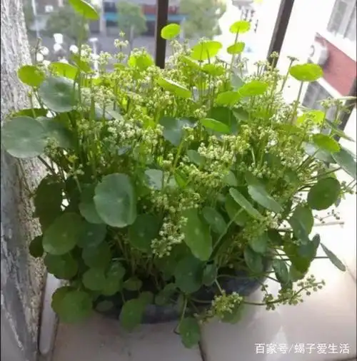 铜钱草开花了,别忘了做好这一步,不然会很难看的!