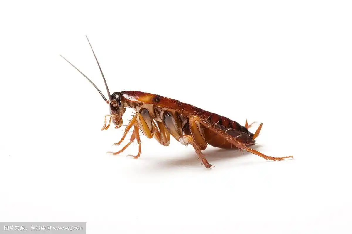 蟑螂,