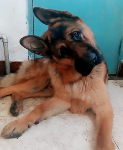 霸气猛犬德牧朝主人卖萌,瞧这头歪的让人想笑,特别出戏!