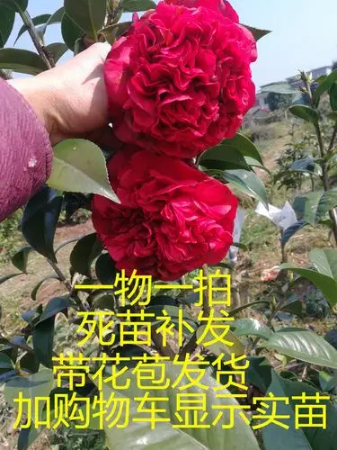 茶花大元帅巨型花品品种名贵庭院阳台盆栽花苞时令草本花卉