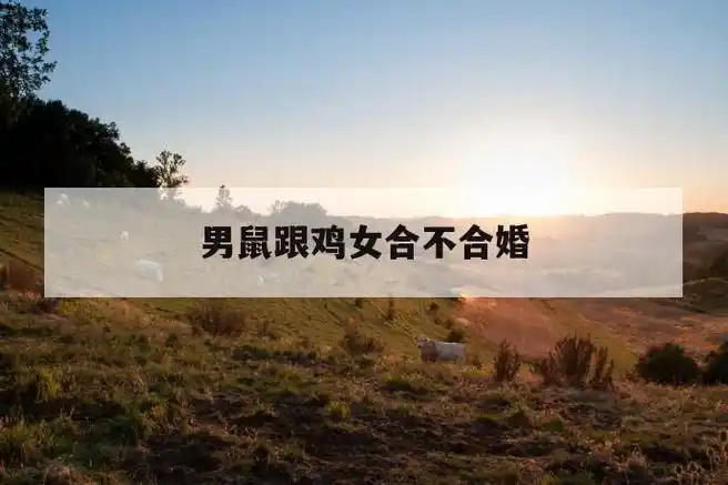 男鼠跟鸡女合不合婚 第1张