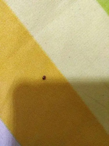 床上这两天出现特别特别小的虫子. 这是什么,看不清,怎么回事?