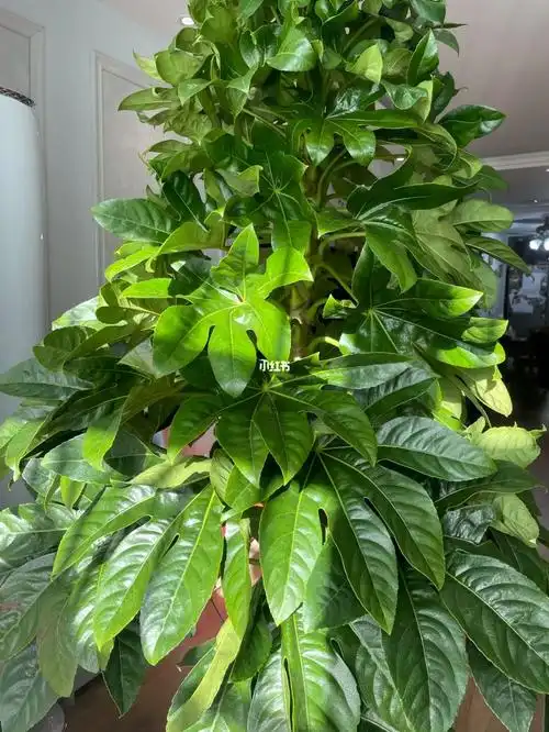 家有绿植八方来财