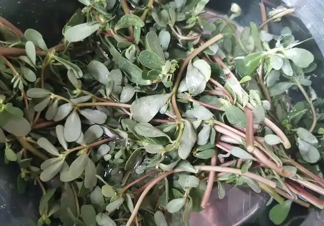 它是"天然抗生素"再不吃就没有了,错过了等明年,不懂吃可惜了_马齿苋