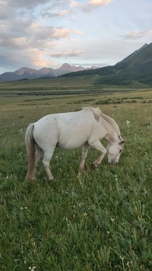 一匹傲气神俊的白龙马91