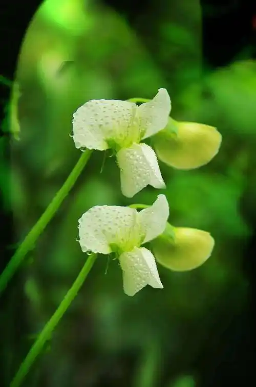 海棠花盛开,多么美妙的意境!非常漂亮的月季花.清新脱俗的荷花.