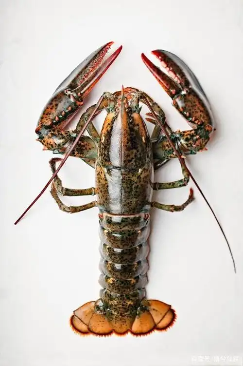 美洲螯龙虾