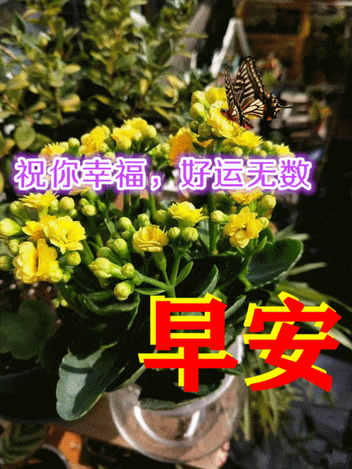 夏日清晨最新好看的早安图片带字推荐漂亮的早上好问候语图片精选