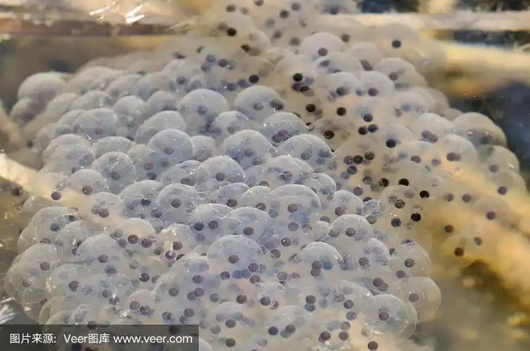 两栖动物的卵