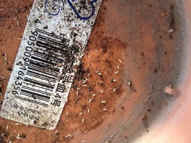 跳虫,形如跳蚤,弹跳灵活,体深灰色,体长1—2毫米,无翅,有弹尾,体表油