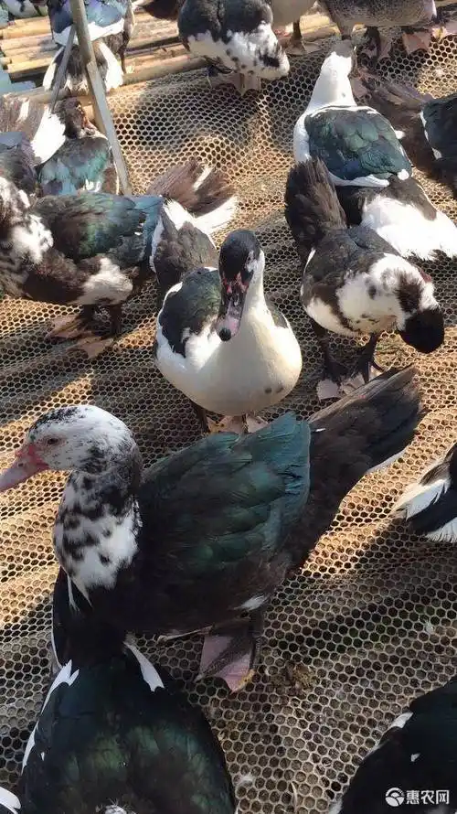 品种名 番鸭 类型 公母混合 品种靓,价格详谈