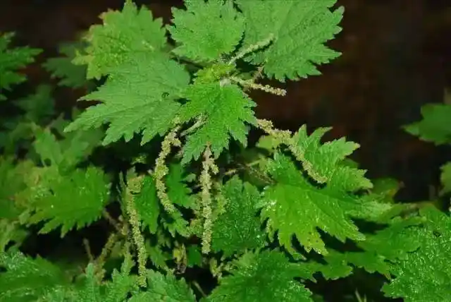 贵州牛瘪上《天天向上》啦! 这是要火爆的节奏啊!