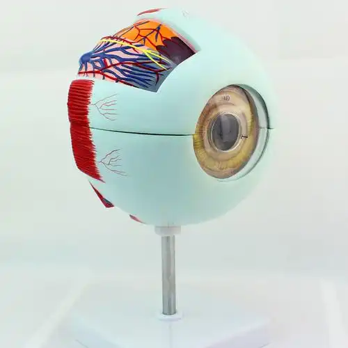 enovo颐诺专业版医学人体眼球解剖模型眼睛解剖结构五官眼科结