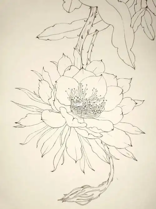 线稿  #花卉线稿  #针管笔手绘  #钢笔淡彩  #速写  #昙花  #一起
