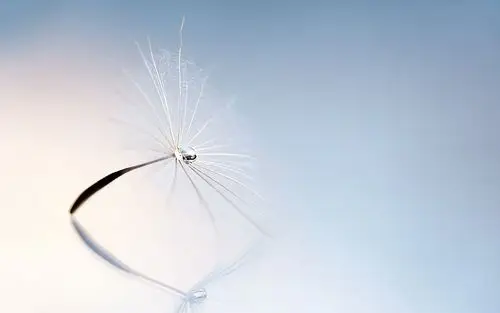 随风飘散蒲公英高清电脑桌面壁纸