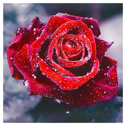 2021年新款5d钻石画满客厅玫瑰花十字绣手工diy钻石绣