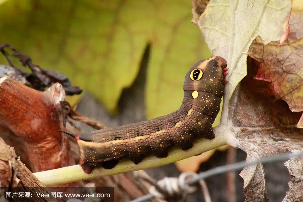 藤鹰蛾毛虫