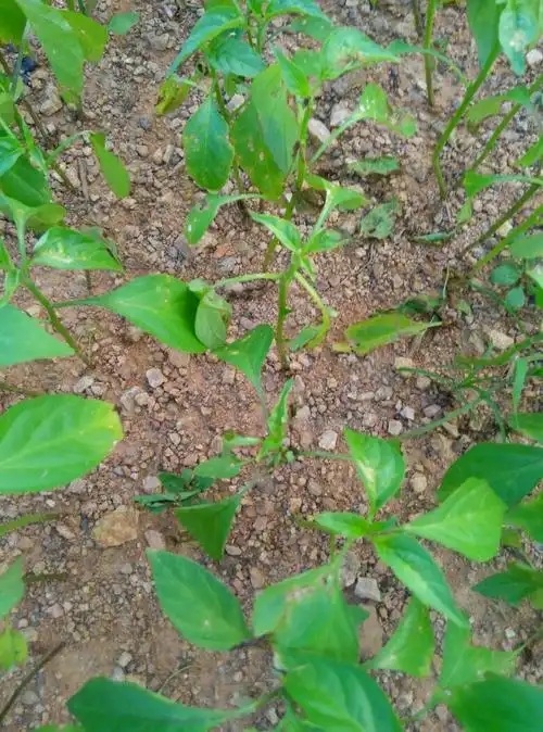 辣椒苗期小片这样什么原因