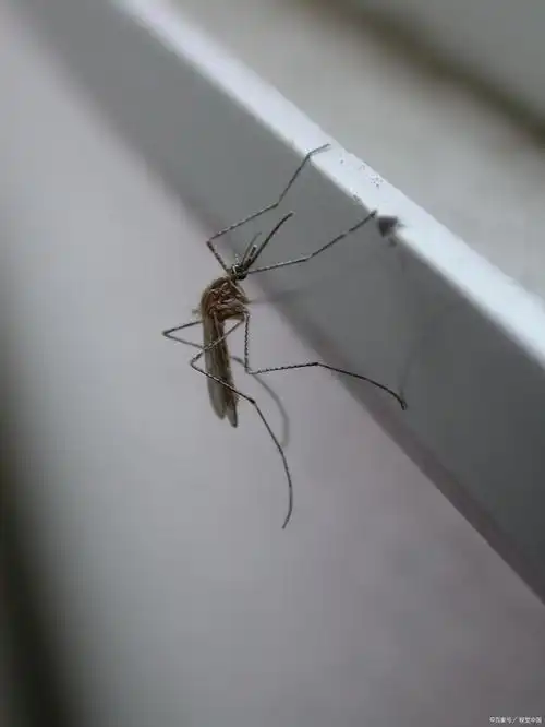 公蚊子吸血还是母蚊子吸血?