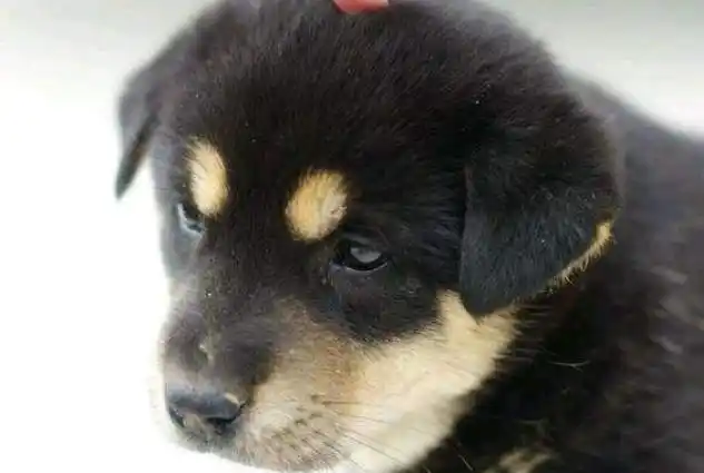 老家养狗没讲究曾经管这狗叫四眼狗你还记得吗