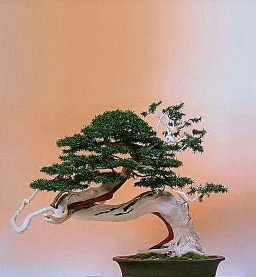 顶级盆景——美得无与伦比