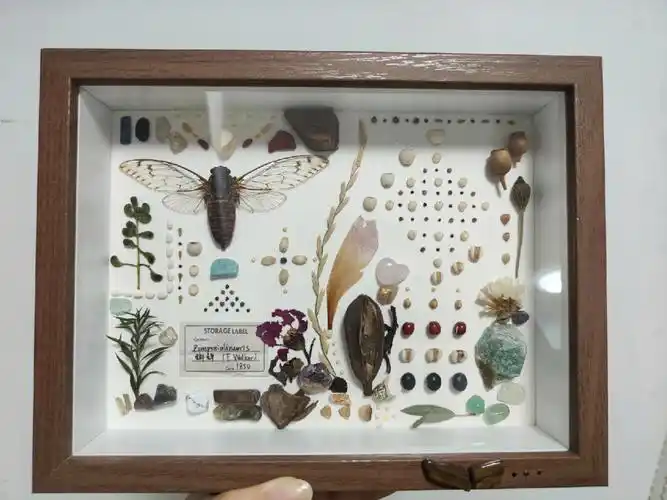 标本制作#标本  #昆虫  #diy手工制作