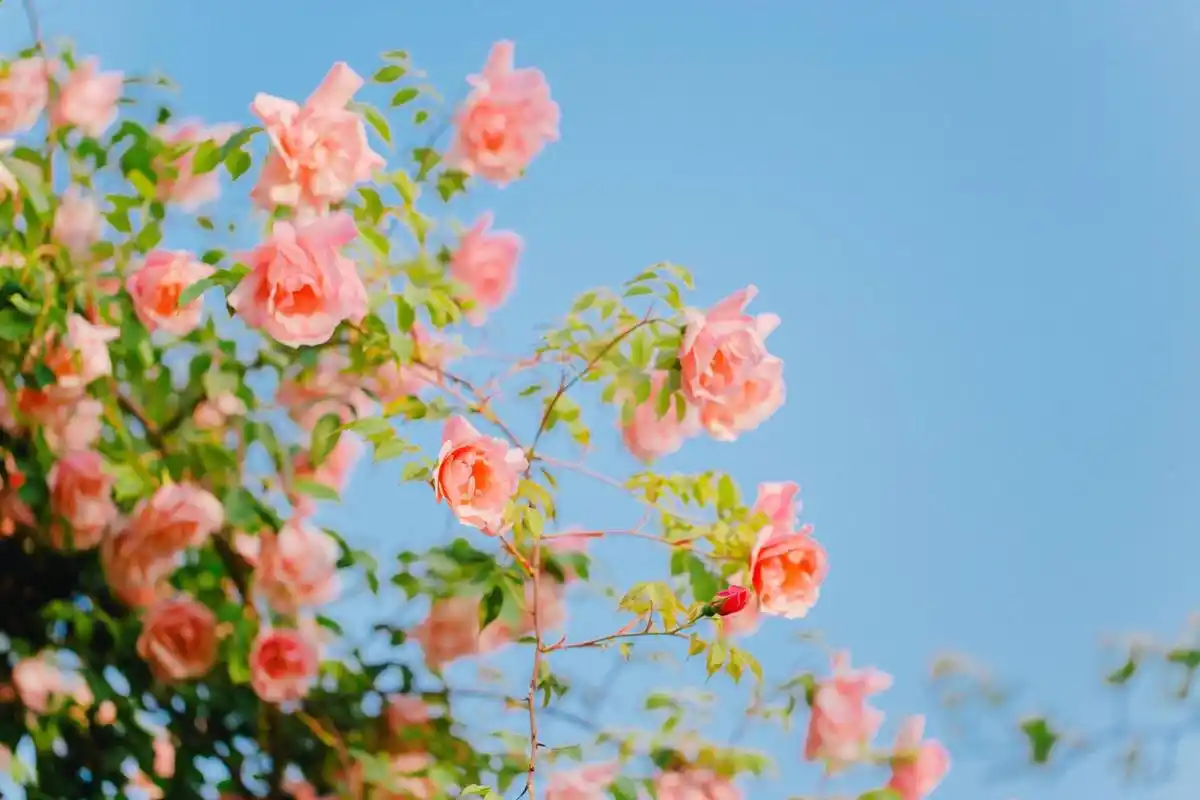 唯美浪漫月季花清新少女心摄影