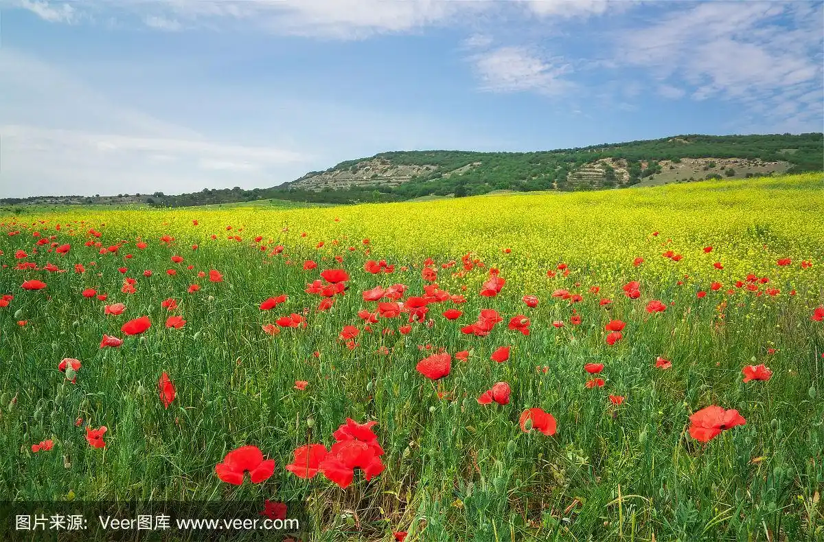 美丽多彩的风景与鲜花.春天的草地.