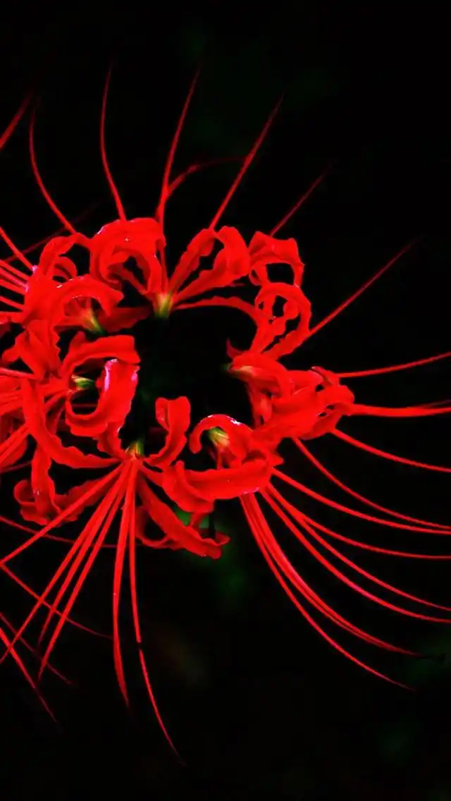 红色彼岸花图片高清手机壁纸