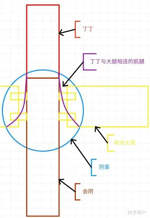 伪娘说的缩阳入腹到底要怎么操作有什么危害
